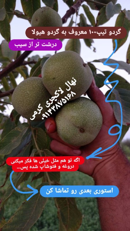 گردو هم اندازه سیب، مغز گردو …