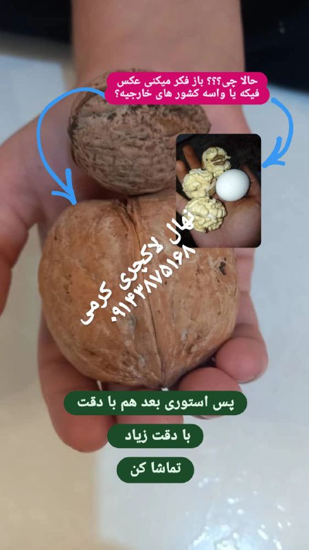نهال لاکچری. کاتالوگ گردو