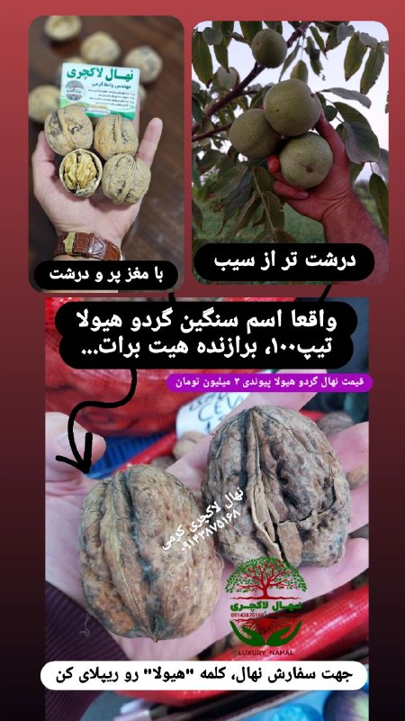 گردو درشت تر از سیب و …