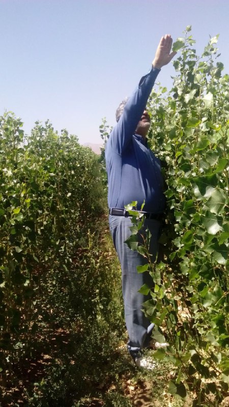 تعداد ۱۰۰ هزار اصله صنوبر ترکیه