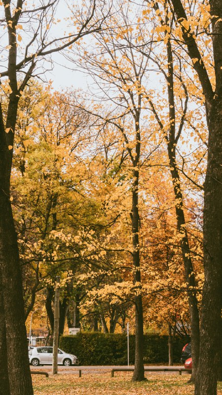 New Zealand / Neuseeland , Herbst