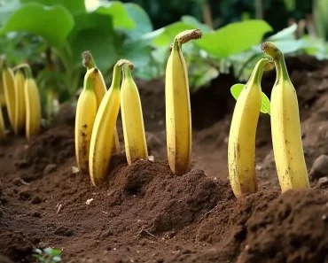 Pflanzen Sie überall in Ihrem Garten …