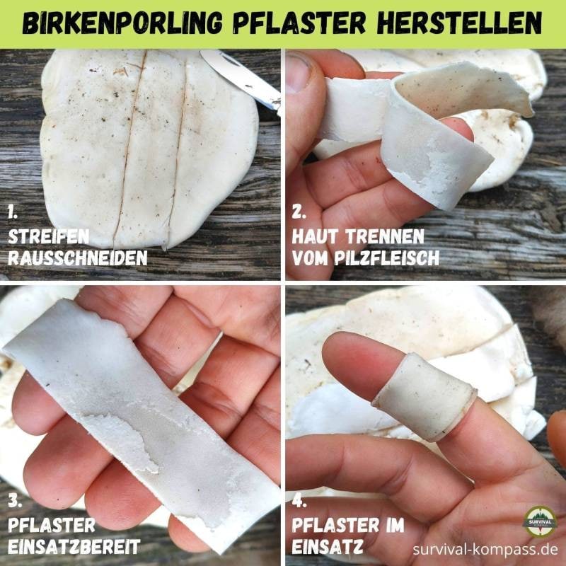 ***🤍*** **Ein Pflaster vom Birkenporling wirkt …