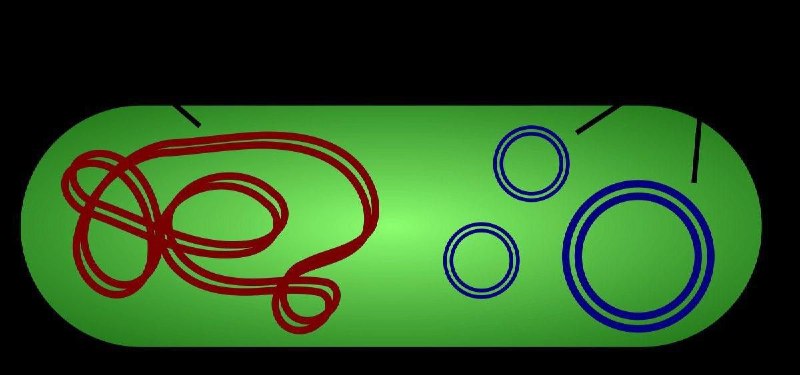 قرمز رنگ : DNA اصلی و …