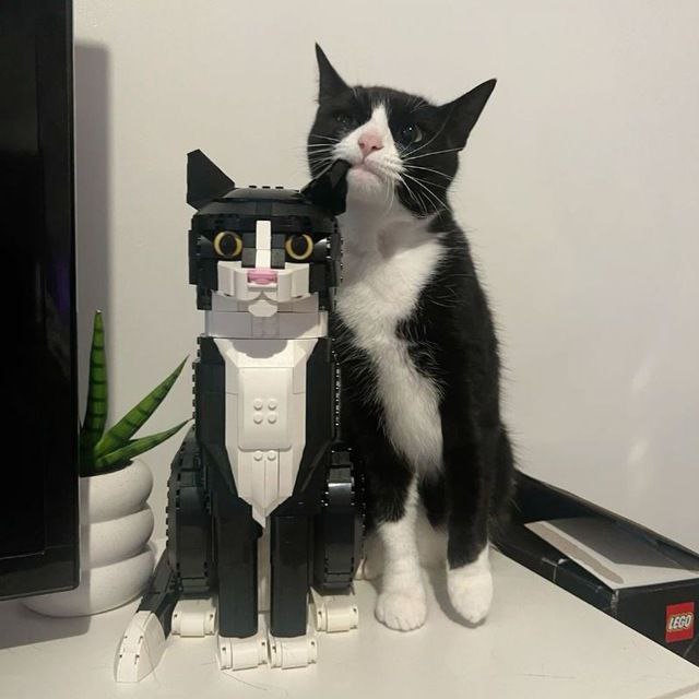 قیربه🐈‍⬛️