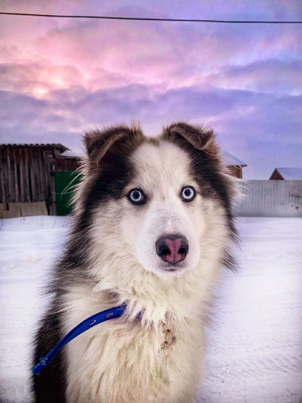 На дворняжечьей стороне🐾