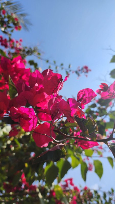 فَازرَع طَريقَكَ بِالورودِ وَبِالسَنا..