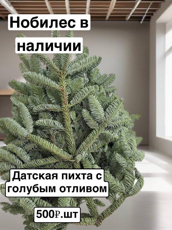 НОБИЛЕС В НАЛИЧИИ!***🌲***