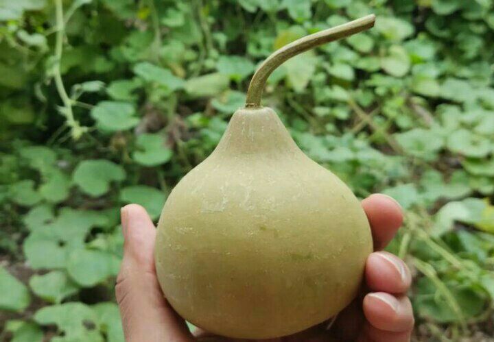 نرخه سر