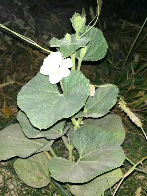 واشان