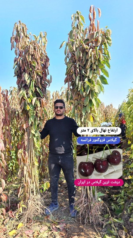 درشت ترین گیلاس در ایران...