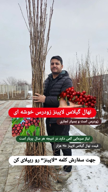 نهال لاکچری. کاتالوگ گیلاس و آلبالو