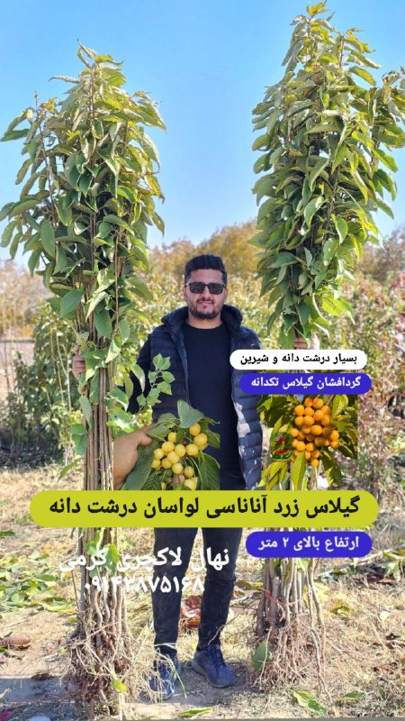 نهال لاکچری. کاتالوگ گیلاس و آلبالو