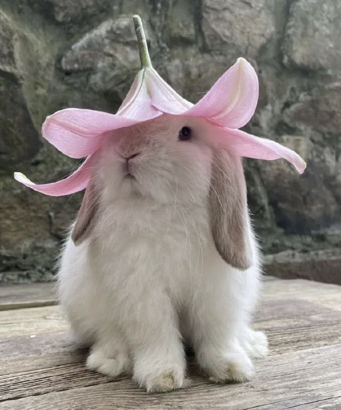 кролик в цветочной шляпке***🐰******🌸***