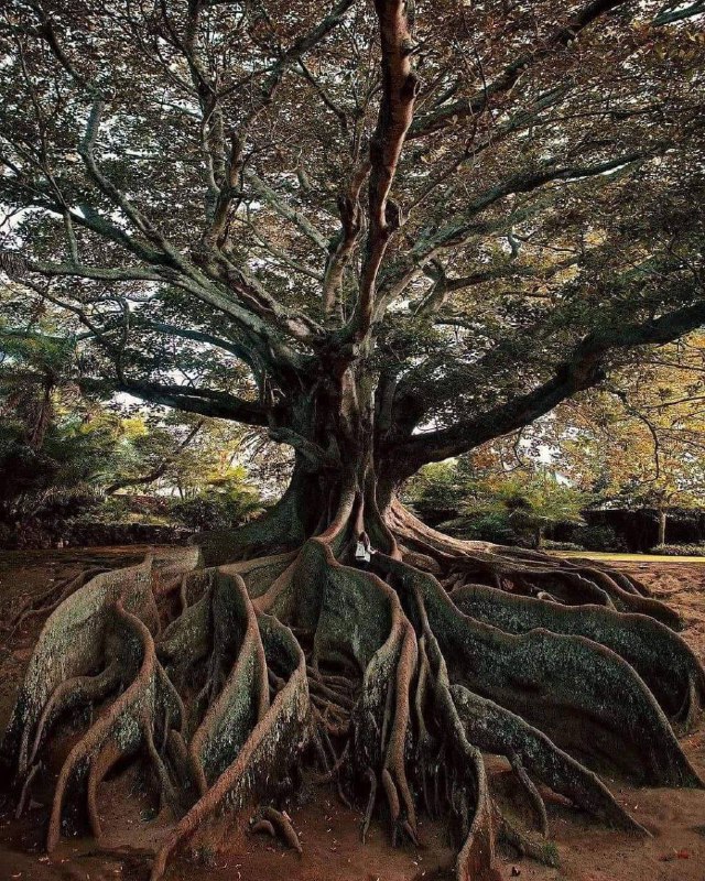 The stunning "Moreton Bay Fig" Tree …