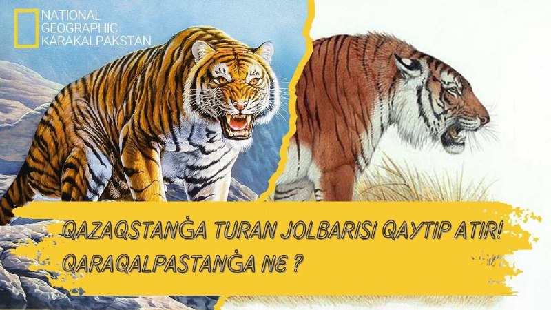 ***🐅*** Turan jolbarısı haqqında maǵlıwmat kirip …