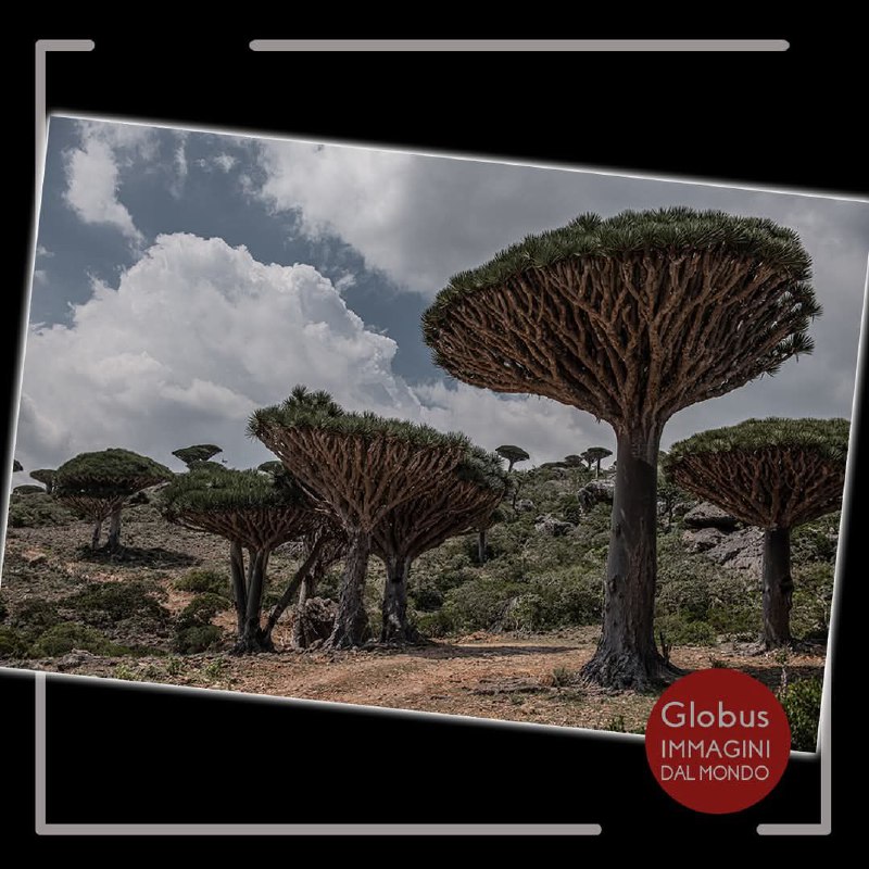 Dragon Blood, Socotra - Fotografia di …