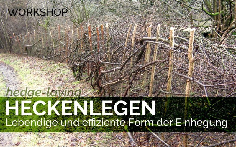 Heckenlegen - Workshop