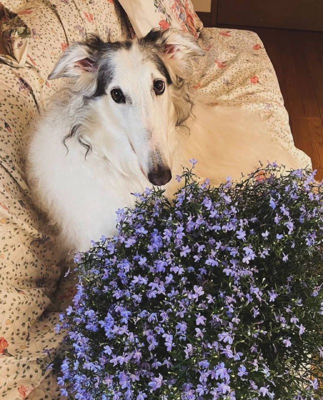 Borzoi Pictures