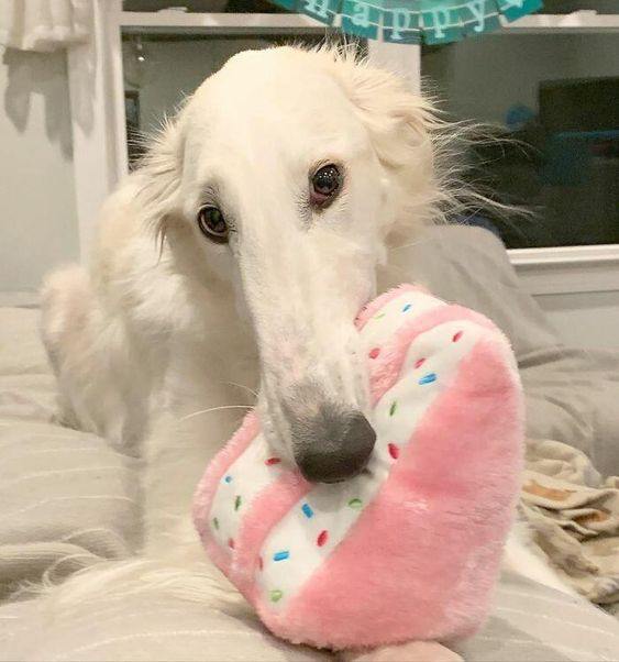 Borzoi Pictures