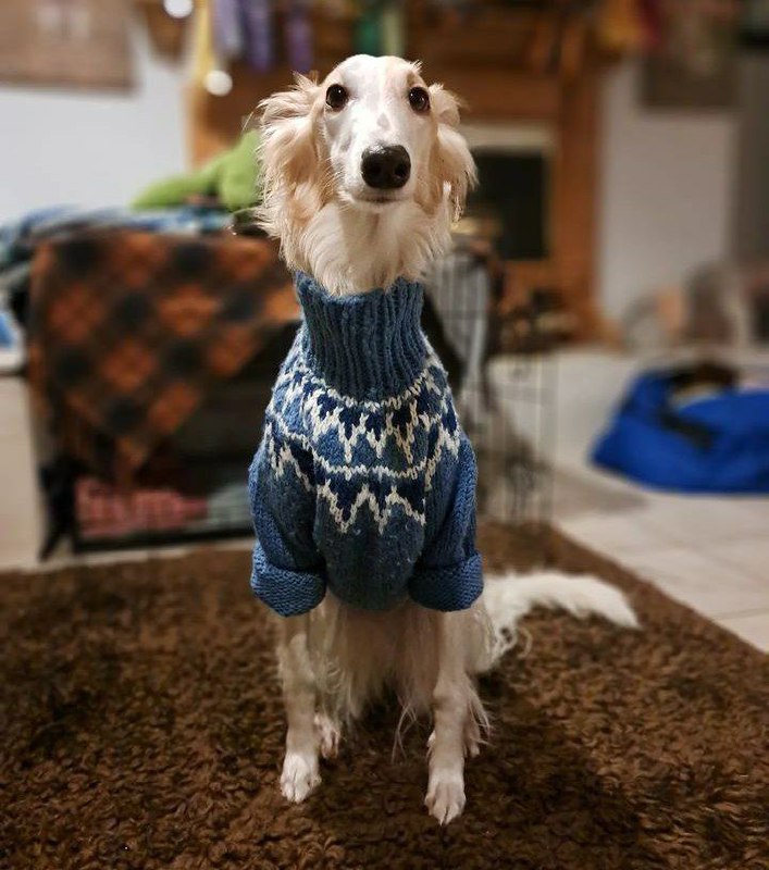 Borzoi Pictures