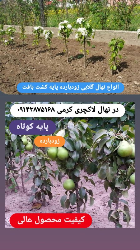 انواع نهال زودبارده، پایه کوتاه و …