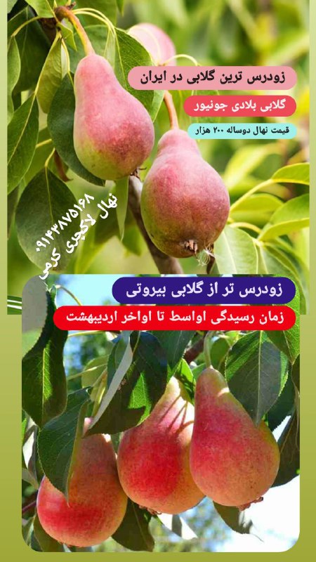زودرس ترین گلابی ایران...