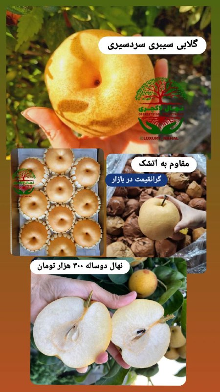 باکلاس ترین گلابی ایران...