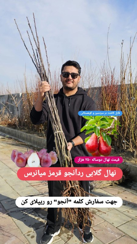 نهال لاکچری. کاتالوگ گلابی