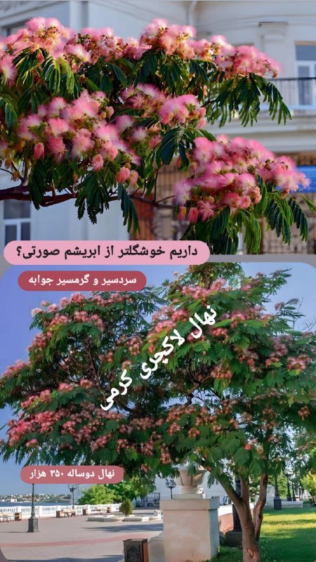 نهال بسیار خاص و لاکچری ابریشم …