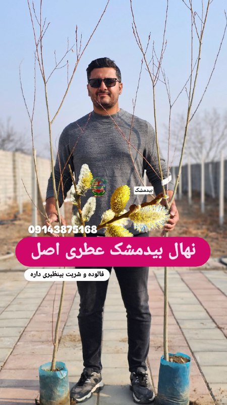 نهال بیدمشک اصل عطری در نهال …