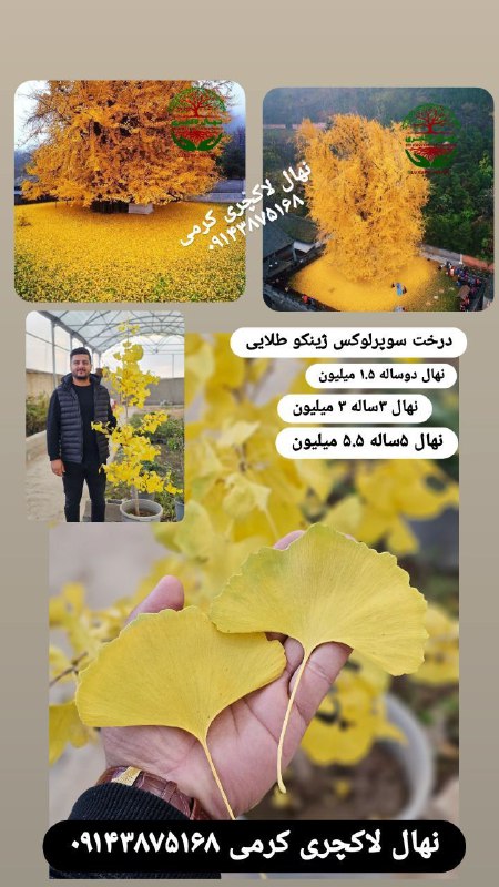 درختی از زمان دایناسورها***👆******👆******👆***