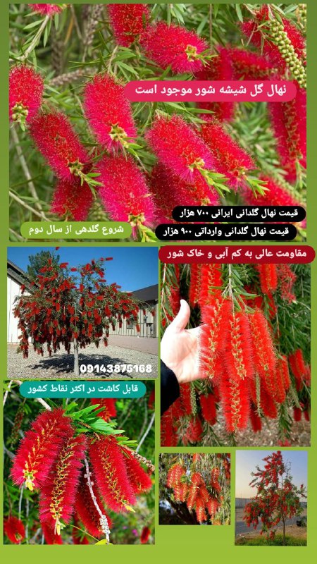 نهال لاکچری و سوپرلوکس شیشه شور …