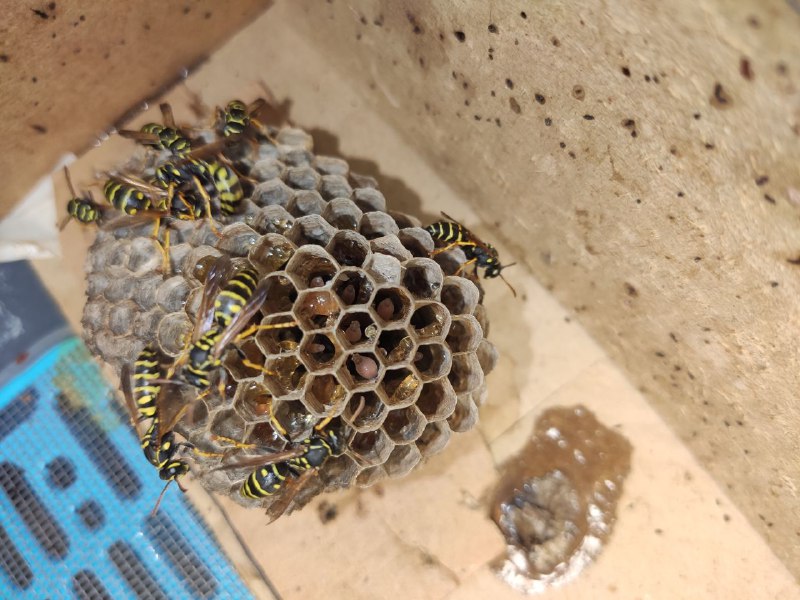 Good Wasps. Веспакиперство/содержание ос