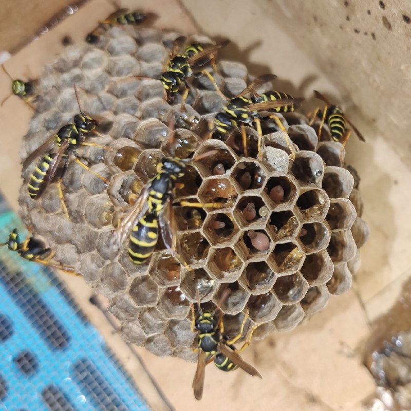 Good Wasps. Веспакиперство/содержание ос