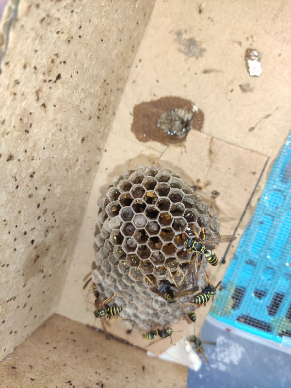 Good Wasps. Веспакиперство/содержание ос