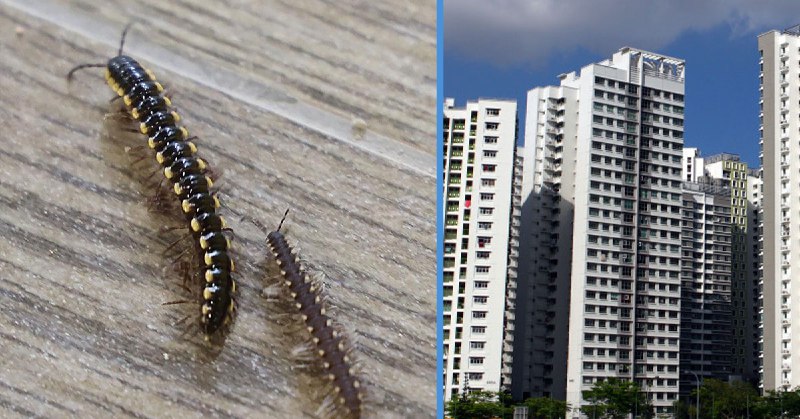 **Here's Why These Millipedes Have Invaded …