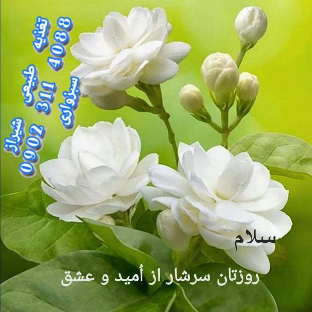 گروه های گیاهخواری واتساپ