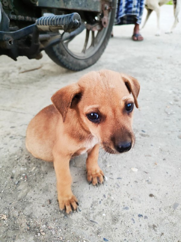 Street dogs of Sittwe. I keep …