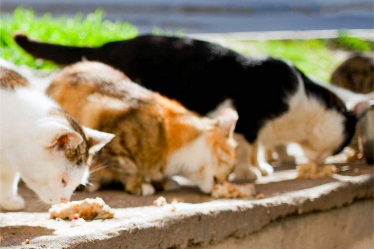 Gattina morta, denuncia a Procura Bari …