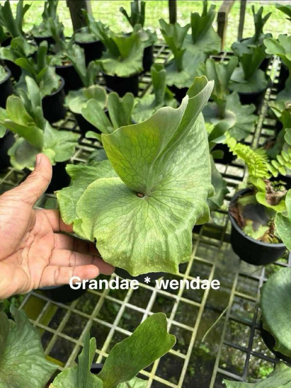 P. Grandae * wendae