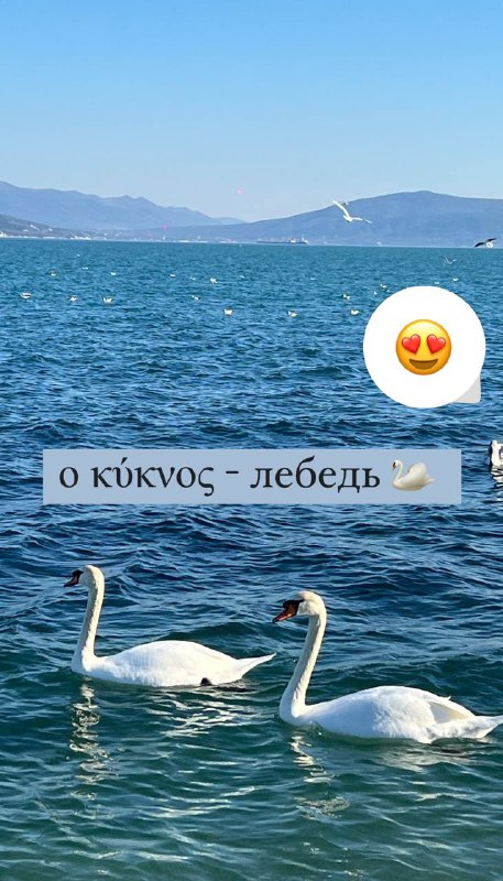 Le cygne