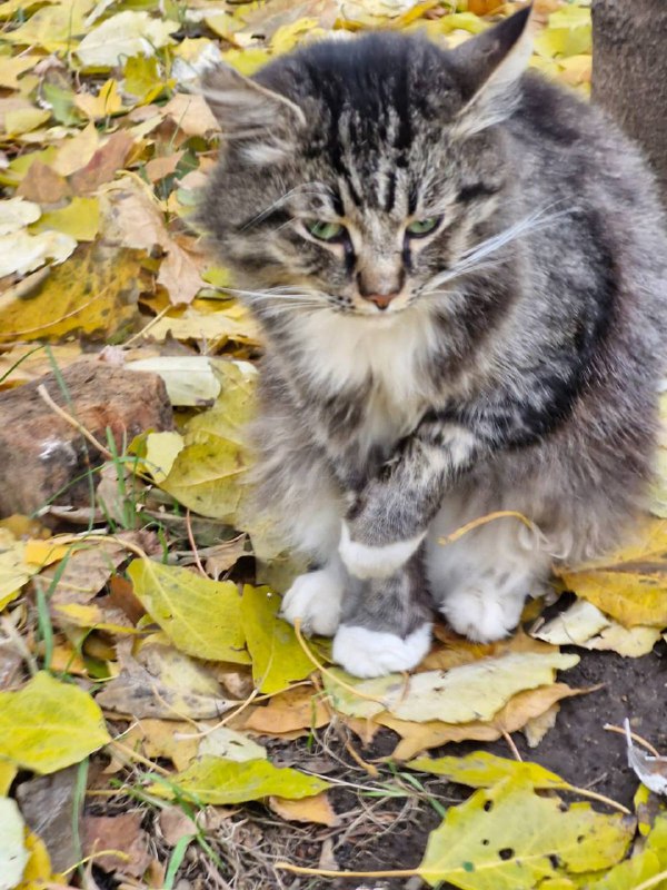 помогаторы🩷 кот Гриша