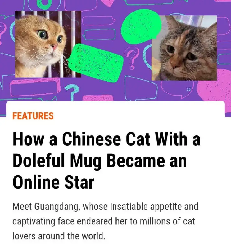 ***Guangdang - The most viral cat …