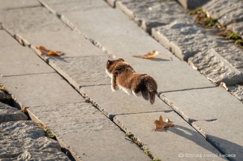 Привет, друзья! ***🐿️***