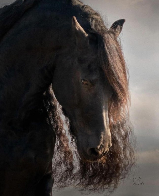 ***🖤******🐎***