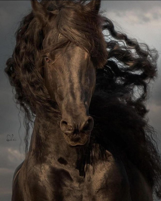 خيول البراء