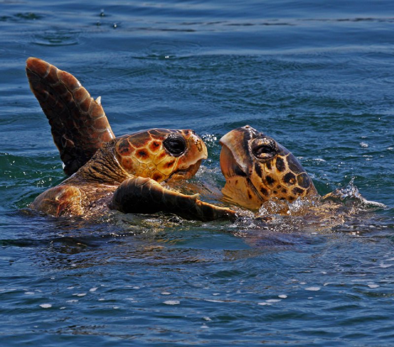 Caretta carettaların manyetik alan sayesinde yiyecekle …