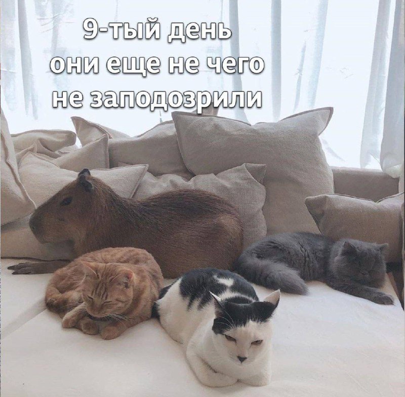 ***🖤***[Мемы с котами](https://t.me/hajimemes)