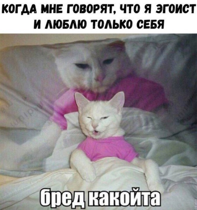 ***🖤***[Мемы с котами](https://t.me/hajimemes)